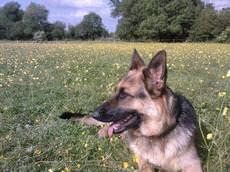 Pyke Boarding Kennels and Cattery, Malmesbury