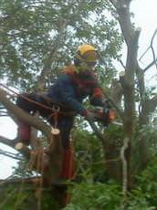 Brett Nicol Tree Surgery, Banchory