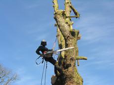 TM Forestry Ltd, Forres