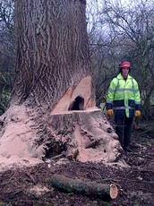 Keyston Tree Services, Kettering