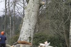 Alpine Tree Care, Banchory