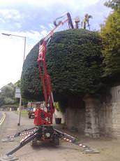 Chaffin Tree Surgery, Polegate