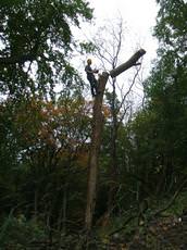 Jay's Tree Work, Aberdovey