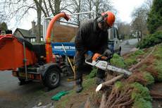 Woodpecker Tree Surgeons, Stockport