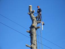 North East Tree Services Ltd., Elgin