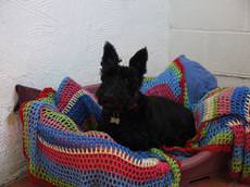 Annibutt Lee Boarding Kennels, Hebden Bridge