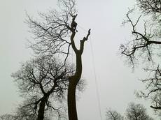 Eden Tree & Hedge Care Ltd, Norwich