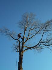 Advanced Arborcare Ltd, Poole