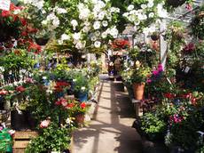 Horsfields Nursery, Barnsley