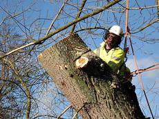 Harmony Arboriculture, Cardiff