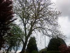 Tree Service Wales, Newport (Gwent)
