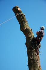 J P Tree Services, Ilfracombe