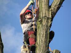 Wolverhampton Tree Service, Wolverhampton