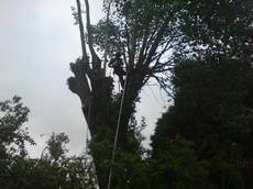 Cofton Tree Services, Birmingham