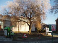 Tree Control, Cardiff