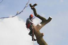 Branching Out Tree Services, Congleton