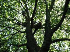 Devey Tree Care, Thame