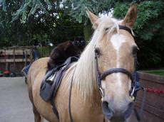 Bassingfield Riding School Livery & Saddlery, Nottingham