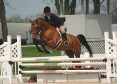 Park Lane Riding School Livery Stables, Billericay