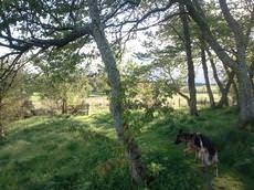 Colliestown Farm Kennels, Banchory