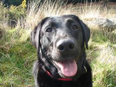 Crinan Kennels and Cattery, Dalbeattie