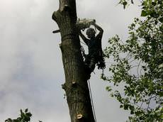 David Riding - Tree Surgery, Parbold