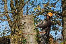 Beechwood Tree Care Ltd, Twyford