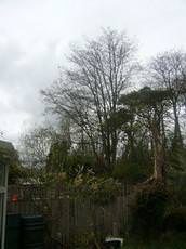 Alan Brind Tree Services, Fareham